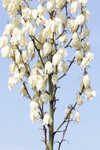 Moundlily yucca